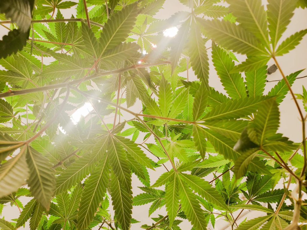 Beneficios del CBD para la salud