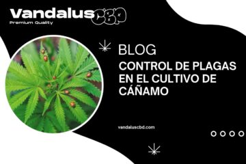 Control de Plagas en el Cultivo de Cáñamo
