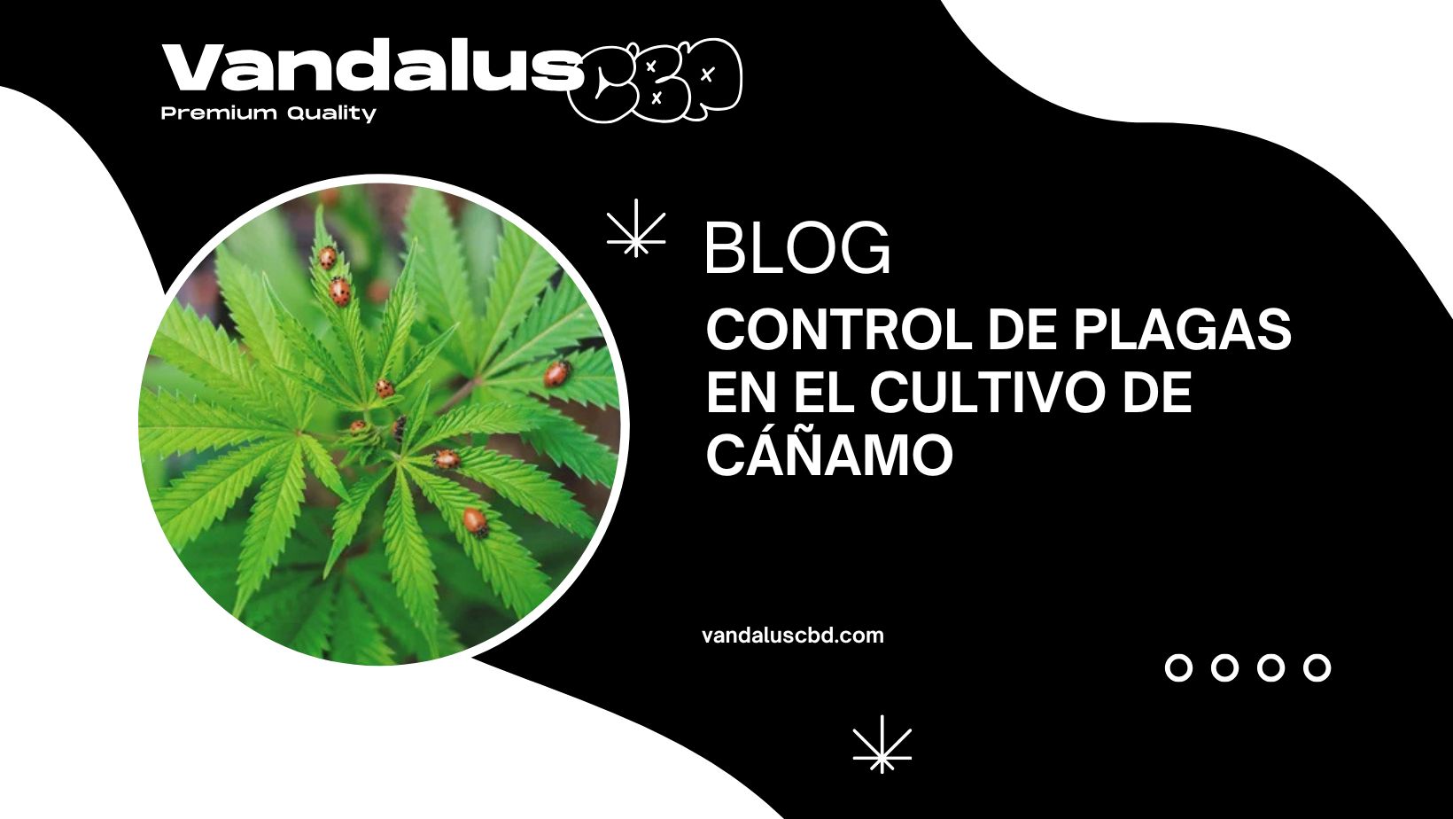 Control de Plagas en el Cultivo de Cáñamo