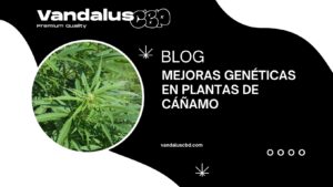 Mejoras genéticas en plantas de cáñamo