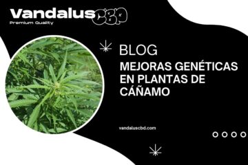 Mejoras genéticas en plantas de cáñamo