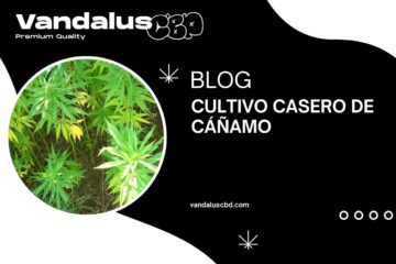 Cultivo casero de cáñamo