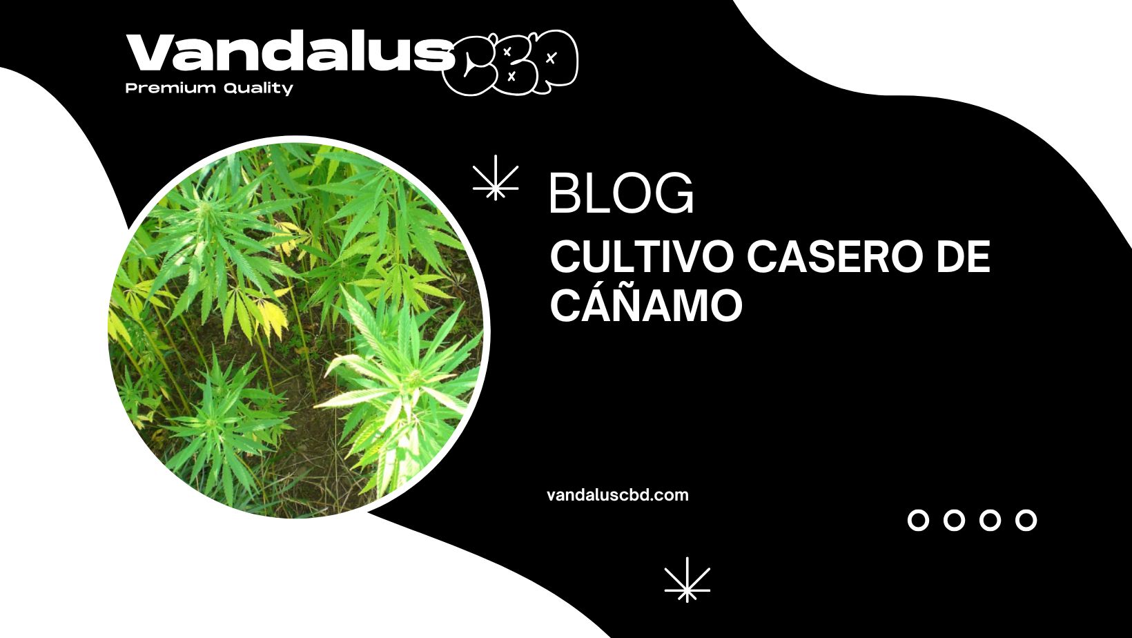 Cultivo casero de cáñamo