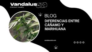 Diferencias entre cáñamo y marihuana