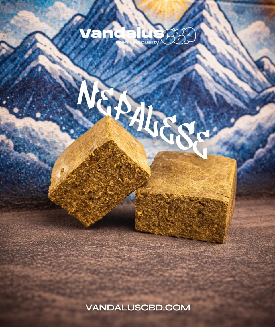 Nepalese VandalusCBD