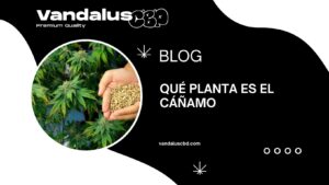 Qué planta es el cáñamo