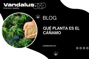 Qué planta es el cáñamo