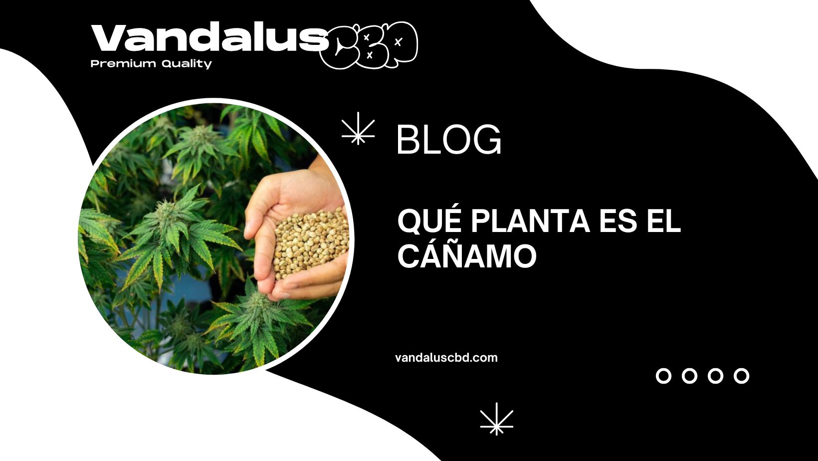 Qué planta es el cáñamo