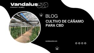 cultivo de cáñamo para cbd