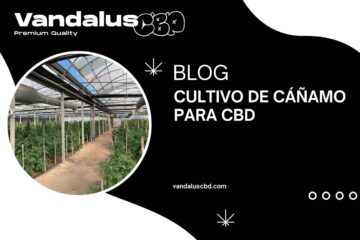 cultivo de cáñamo para cbd