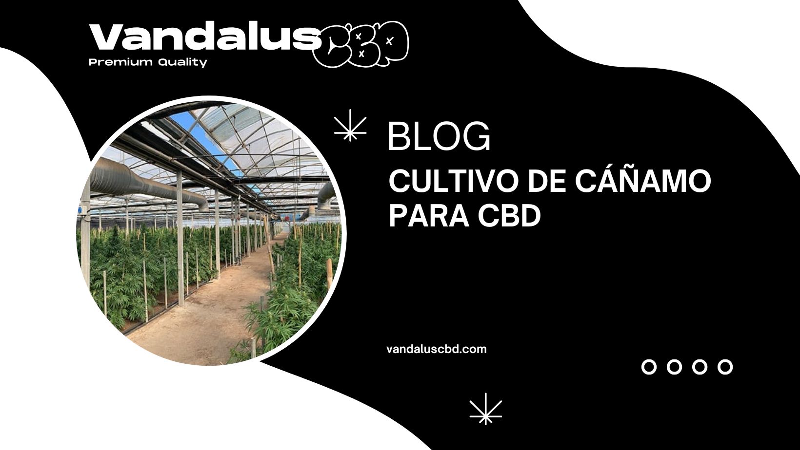 cultivo de cáñamo para cbd