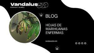 Hojas de Marihuanas Enfermas