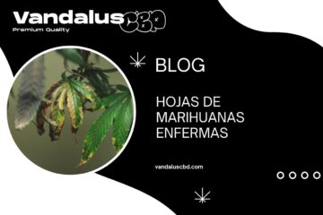 Hojas de Marihuanas Enfermas
