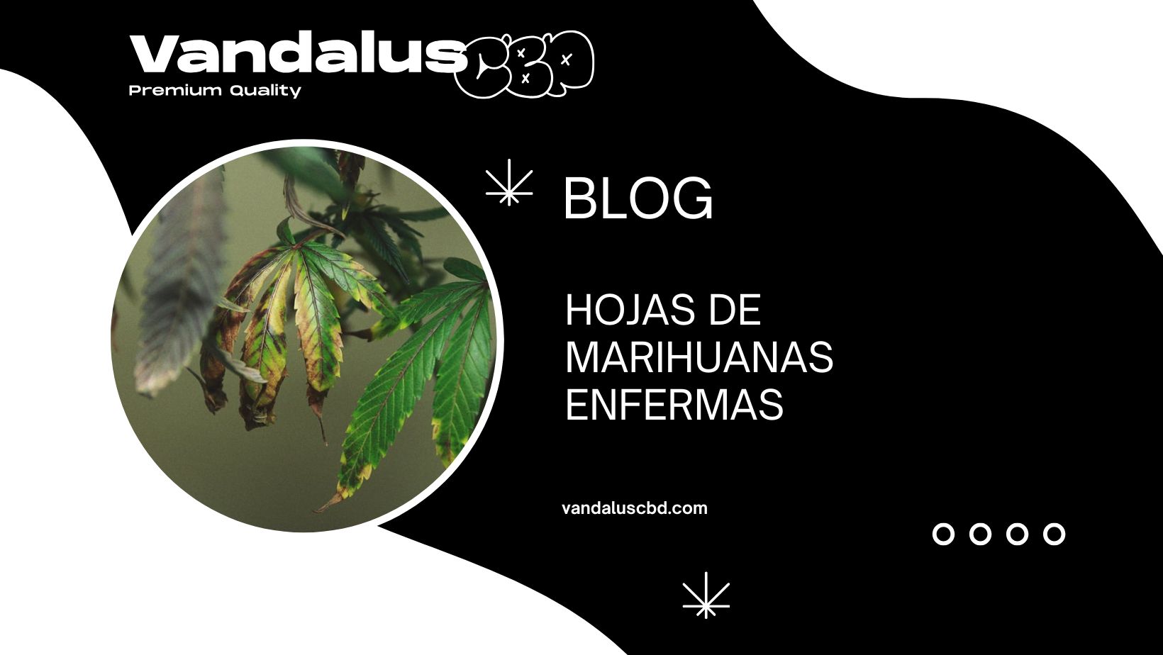 Hojas de Marihuanas Enfermas