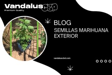 Semillas Marihuana Exterior