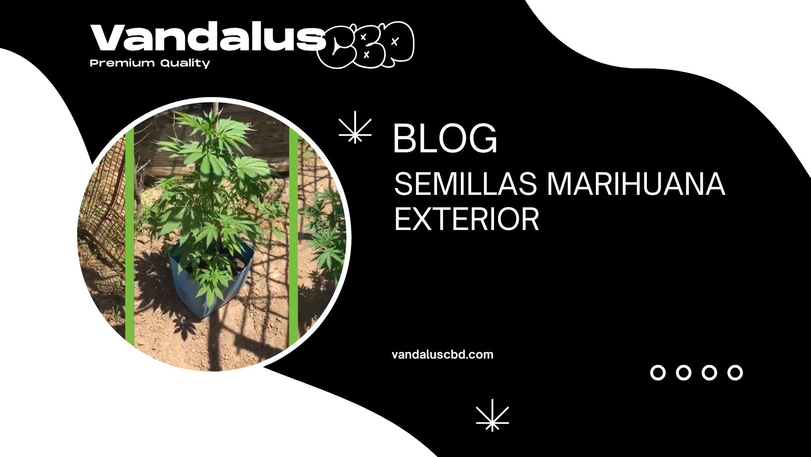 Semillas Marihuana Exterior ← Vandalus CBD ®, image size:1640x924