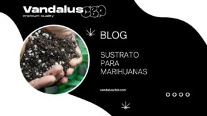 Sustrato para Marihuanas