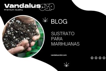 Sustrato para Marihuanas