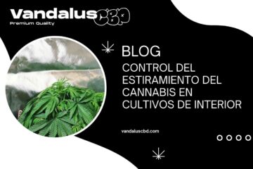 Control del Estiramiento del Cannabis en Cultivos de Interior