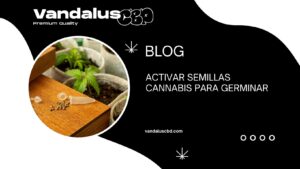 Activar Semillas Cannabis para Germinar