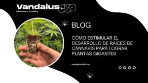 Cómo estimular el desarrollo de raíces de cannabis para lograr plantas gigantes