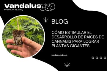 Cómo estimular el desarrollo de raíces de cannabis para lograr plantas gigantes