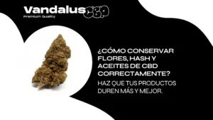 6 (Copiar)