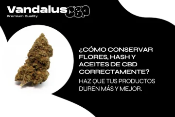 6 (Copiar)