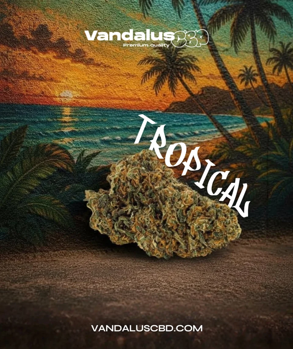 Tropical Vandalus